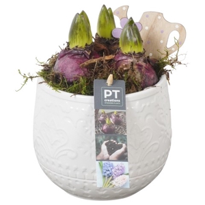 PTHC6036 Arrangement Hyacint in keramiek pot