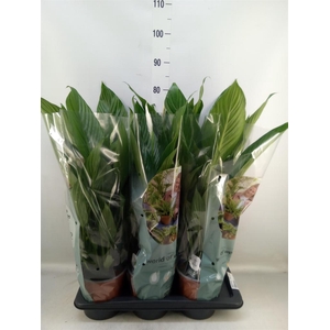 Spathiphyllum  'Bingo Cupido'