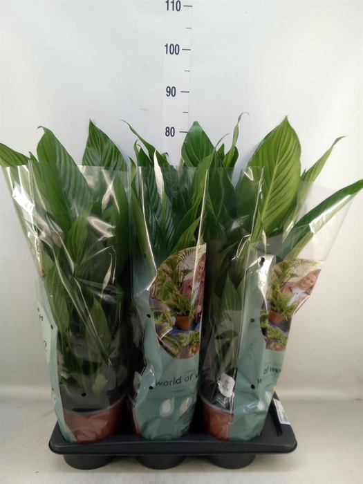 <h4>Spathiphyllum  'Bingo Cupido'</h4>