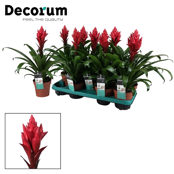 <h4>Guzmania Patricia (Decorum)</h4>