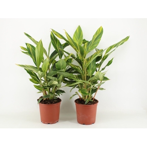 Alpinia zerumbet Variegata P21
