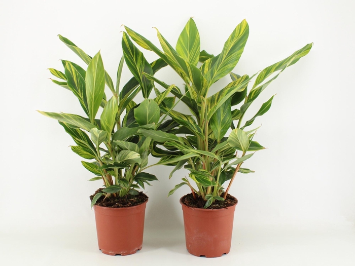 <h4>Alpinia zerumbet Variegata P21</h4>