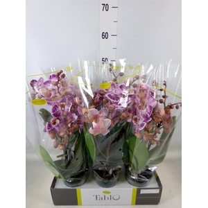 Phalaenopsis   ...rose