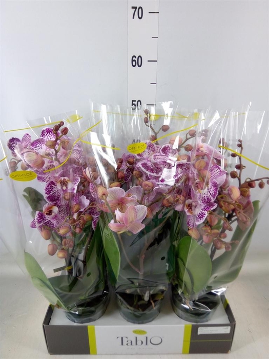 <h4>Phalaenopsis ...rose</h4>