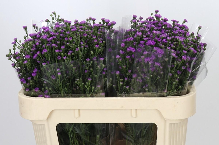 <h4>Aster Baby Pink</h4>