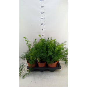 Asparagus dens. 'Sprengeri'