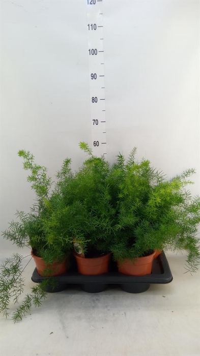 <h4>Asparagus dens. 'Sprengeri'</h4>