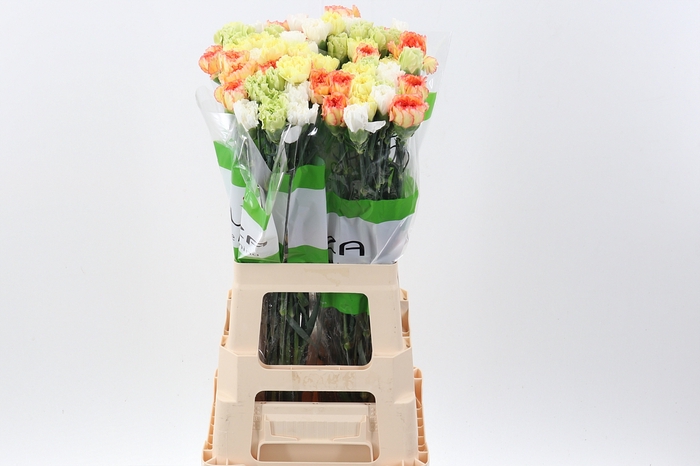 <h4>Di St Rainbow Mix Yellow</h4>