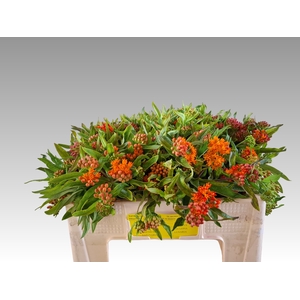 ASCL TUBEROSA