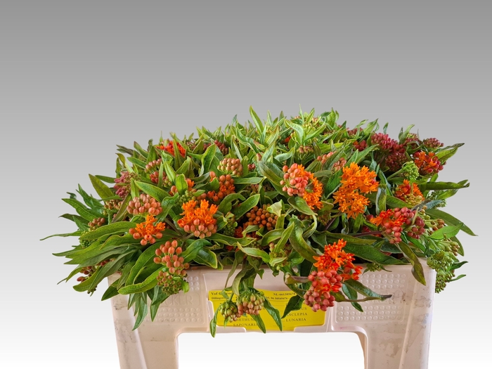 <h4>ASCL TUBEROSA</h4>