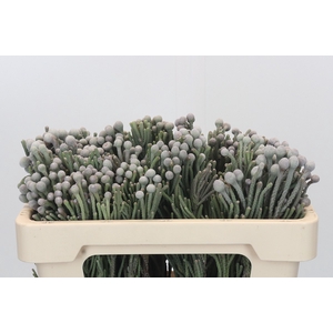 Kaaps Groen Silver Brunia