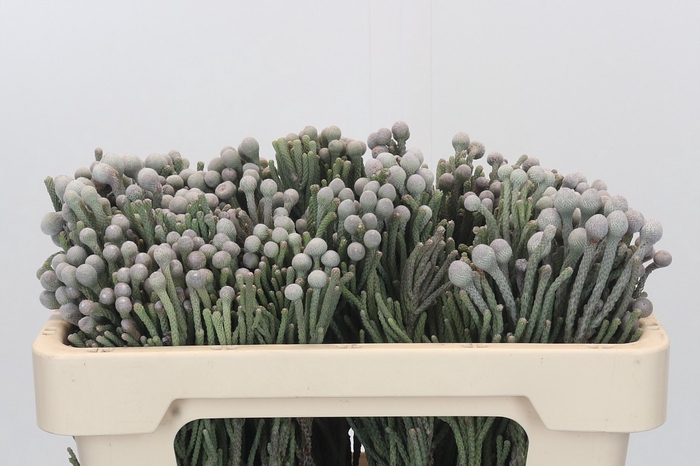Kaaps Groen Silver Brunia
