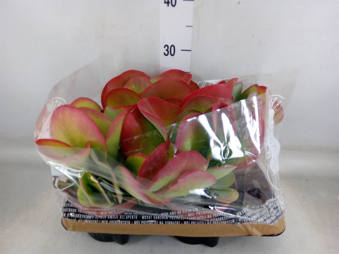 <h4>Kalanchoe NF thyrsiflora</h4>