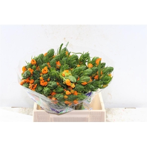Ornithogalum Sunshine Orange