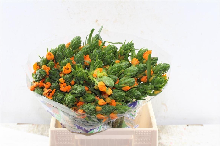 <h4>Ornithogalum Sunshine Orange</h4>