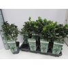 Ilex Blue Prince
