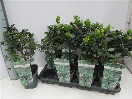 Ilex Blue Prince