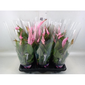 Spathiphyllum  'Bellini'