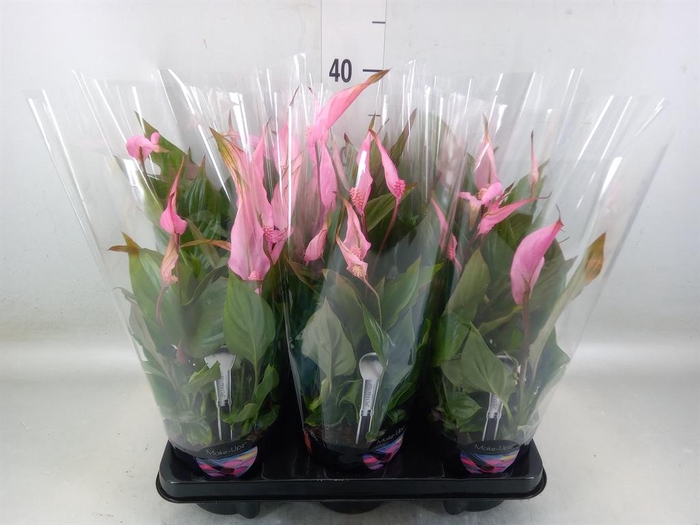 <h4>Spathiphyllum  'Bellini'</h4>