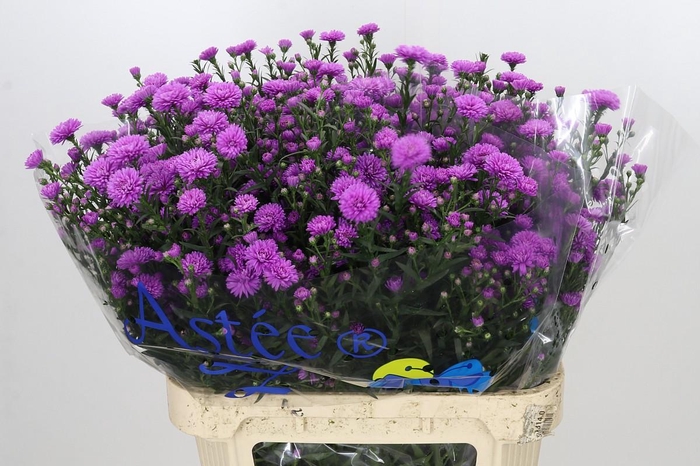 <h4>Aster Astee Karmijn</h4>