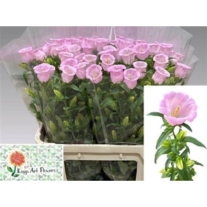 Camp M Champion Rose