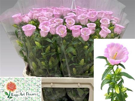 <h4>Camp M Champion Rose</h4>