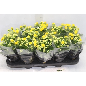 KALANCHOE DOBRADO P11 AMARELO