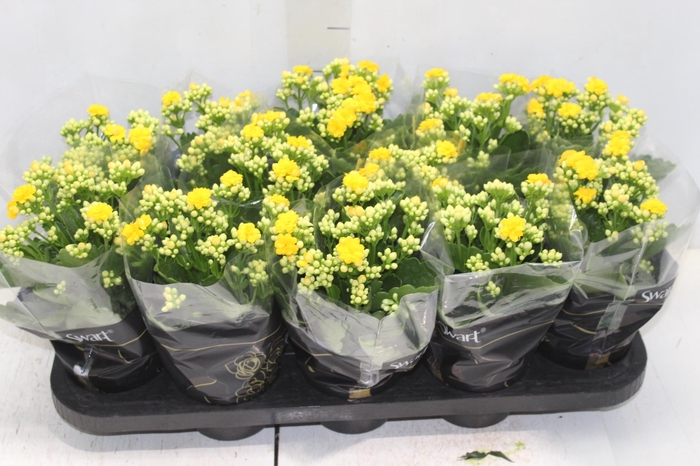 <h4>KALANCHOE DOBRADO P11 AMARELO</h4>