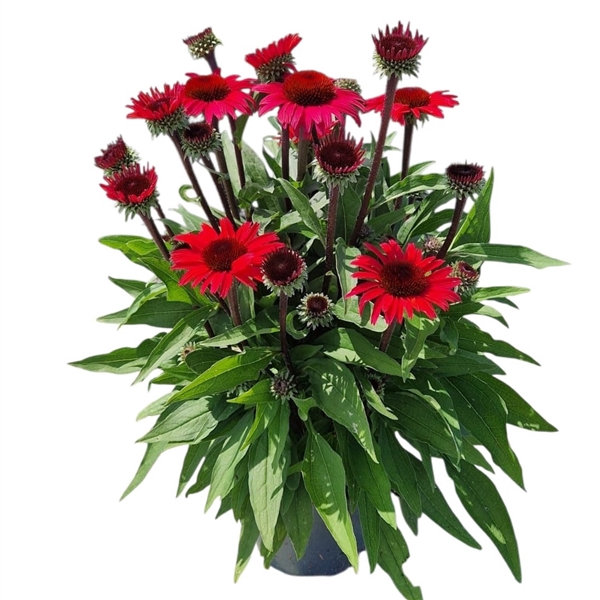 <h4>Echinacea Sunseekers Pomegranate</h4>