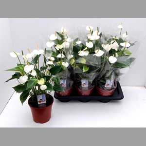 ANTHU AN ADIOS WHITE