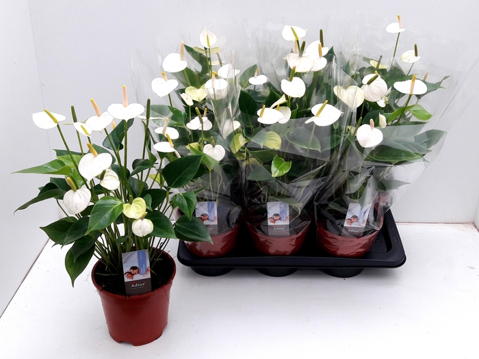 <h4>ANTHU AN ADIOS WHITE</h4>