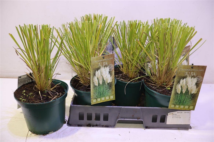 <h4>Corta Selloana</h4>