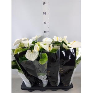 Anthurium andr. 'Alpine'