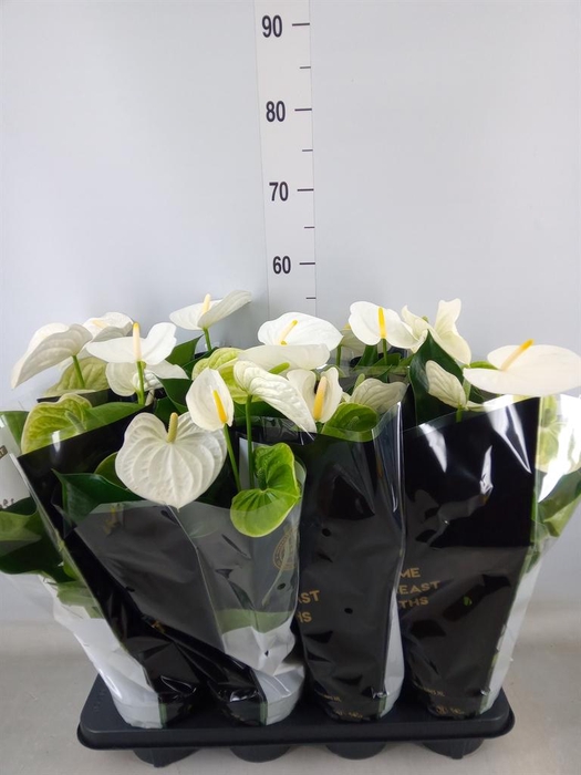 <h4>Anthurium andr. 'Alpine'</h4>