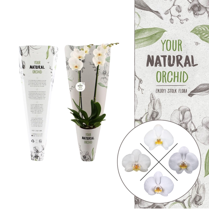 <h4>Your Natural Orchid | White in Gift pack | Phalaenopsis 2 spike</h4>