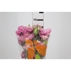 LISIANTHUS ARENA III ROSE ROSA 070 CM