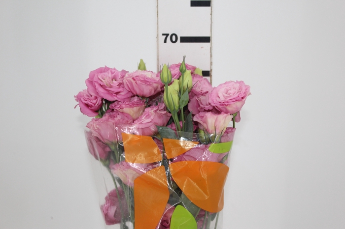 <h4>LISIANTHUS ARENA III ROSE ROSA 070 CM</h4>