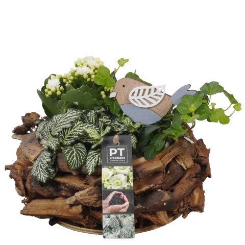 <h4>PTIB7539 Arrangementen kamerplanten</h4>