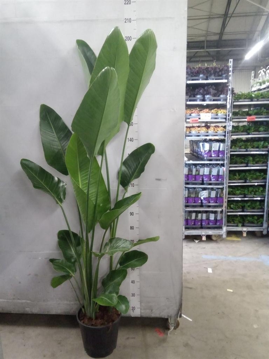 <h4>Strelitzia nicolai</h4>