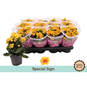 Kalan Gev Geel Special Sign