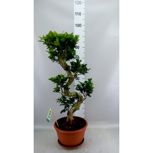 Ficus microcarpa 'Ginseng'