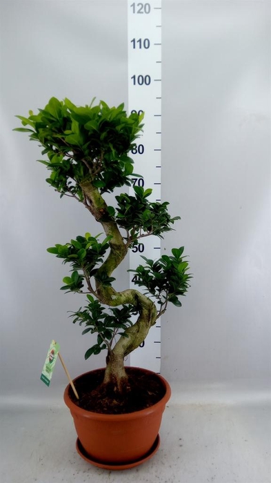 <h4>Ficus microcarpa 'Ginseng'</h4>