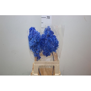 Dried Hyd Anne Blue Dark
