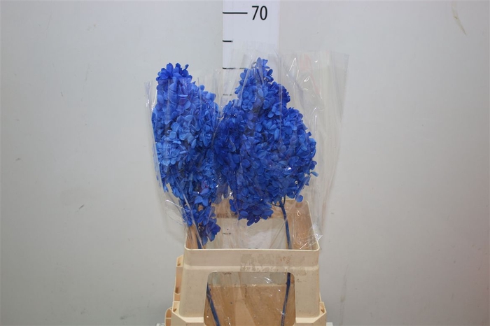 <h4>Dried Hyd Anne Blue Dark</h4>