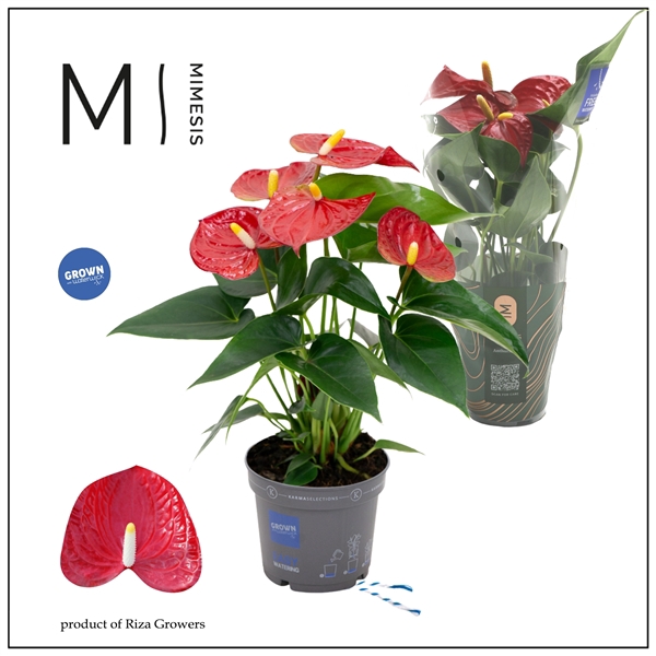 <h4>Mimesis Anthurium KARMA Red - 9cm</h4>