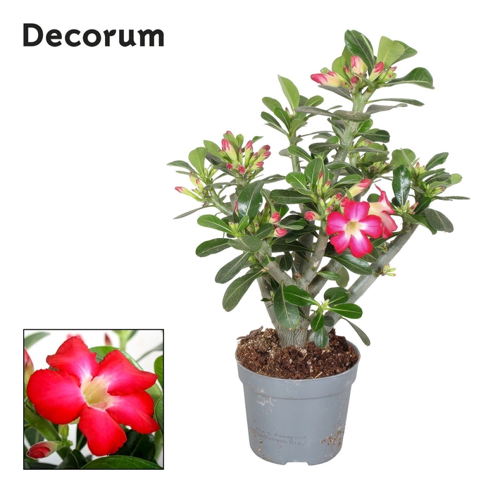 <h4>Adenium Obesum Rood 13cm Decorum</h4>