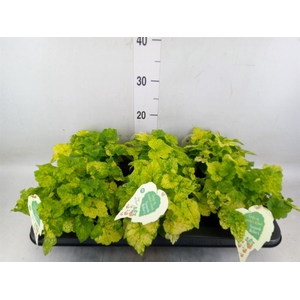 Tolmiea menziesii   ...variegated