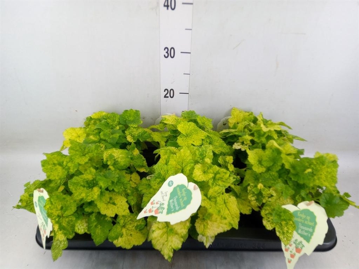 <h4>Tolmiea menziesii   ...variegated</h4>