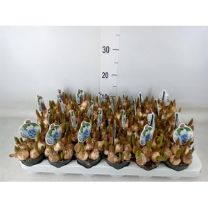 Muscari  'Mountain Lady'