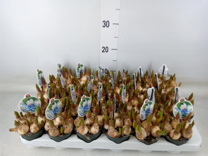 <h4>Muscari  'Mountain Lady'</h4>